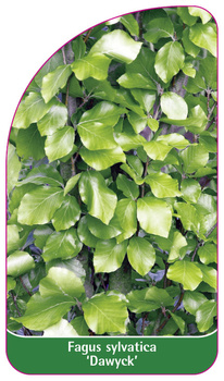 Fagus sylvatica 'Dawyck'