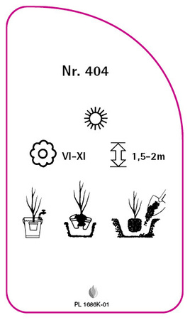 Róza parkowa Nr. 404