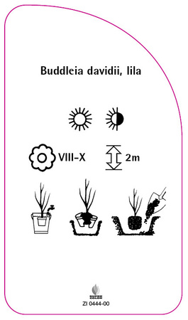 Buddleia davidii, lila