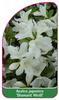 Azalea japonica 'Diamant Weiß'