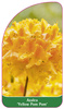 Azalea 'Yellow Pom Pom'
