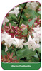 Abelia floribunda