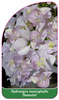 Hydrangea macrophylla 'Domotoi'