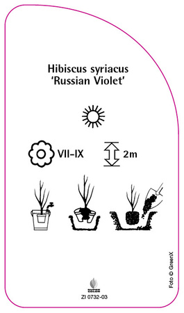 Hibiscus syriacus 'Russian Violet'