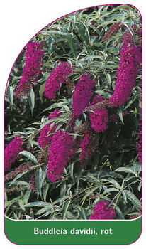 Buddleia davidii, rot