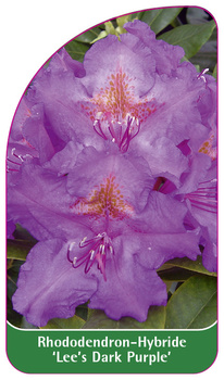 Rhododendron-Hybride 'Lee's Dark Purple'