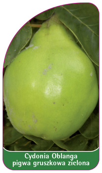 Cydonia Oblanga pară coacăz verde
