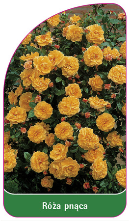 Pnoucí růže č. 316