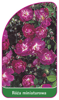 Róza miniaturowa