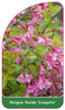 Weigela florida 'Conquête'