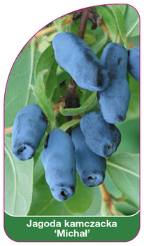 Jagoda kamczacka 'Michal'