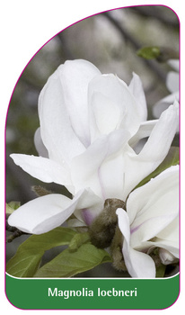 Magnolia loebneri