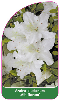 Azalea kiusianum 'Albiflorum'