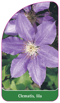 Clematis, lila