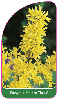 Forsythia 'Golden Times'