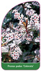 Prunus padus 'Colorata'