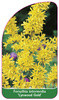 Forsythia intermedia 'Lynwood Gold'