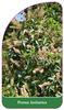 Prunus lusitanica