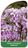 Azalea kiusianum 'Alpinum'