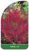 Cytisus, rot