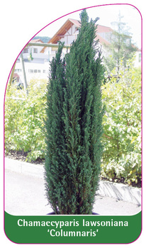 Chamaecyparis lawsoniana 'Columnaris'