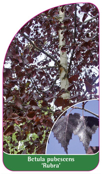 Betula pubescens 'Rubra'
