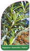 Hippophae rhamnoides 'Pollmix'