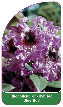 Rhododendron-Hybride 'Blue Boy'