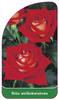 Trandafir cu flori mari Nr. 229