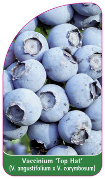 Vaccinium 'Top Hat' (V. angustifolium x V. corymbosum)