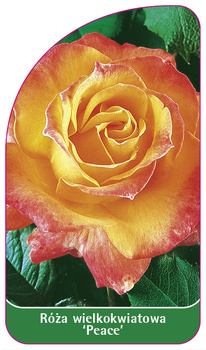 Róza wielkokwiatowa 'Peace' Nr. 501