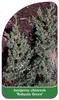 Juniperus chinensis ‘Robusta Green'