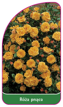 Róza pnąca Nr. 316 A