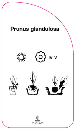 Prunus grandulosa