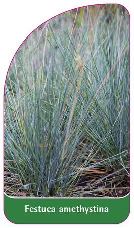 Festuca amethystina