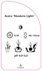 Azalea 'Mandarin Lights'