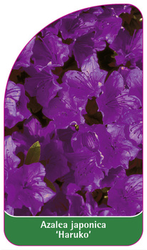 Azalea japonica 'Haruko