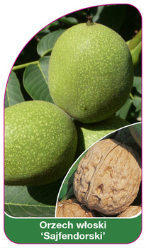 Orzech wloski 'Sajfendorski'
