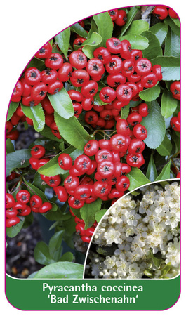 Pyracantha coccinea 'Bad Zwischenahn'