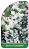 Spiraea vanhouttei