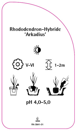 Rhododendron-Hybride 'Arkadius'