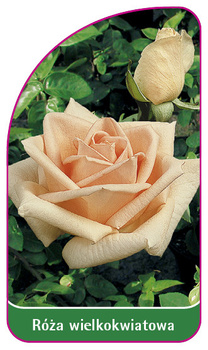 Velkokvětá růže č. 214