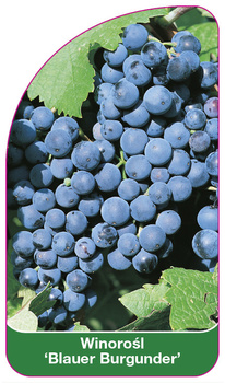 Winorośl 'Blauer Burgunder'