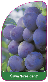 Švestka 'President'