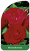 Discount rose Nr. 100