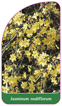 Jasminum nudiflorum
