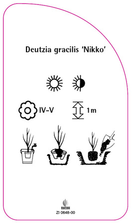 Deutzia gracilis 'Nikko'