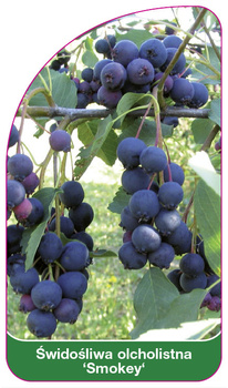 Swidosliwa olcholistna 'Smokey'