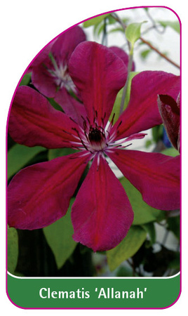 Clematis 'Allanah'