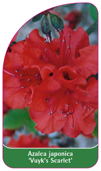 Azalea japonica 'Vuyk's Scarlet'